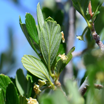 Cercocarpus montanus, Mountain Mahogany